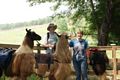 llama trek