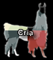 Cria