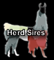 Herd Sires